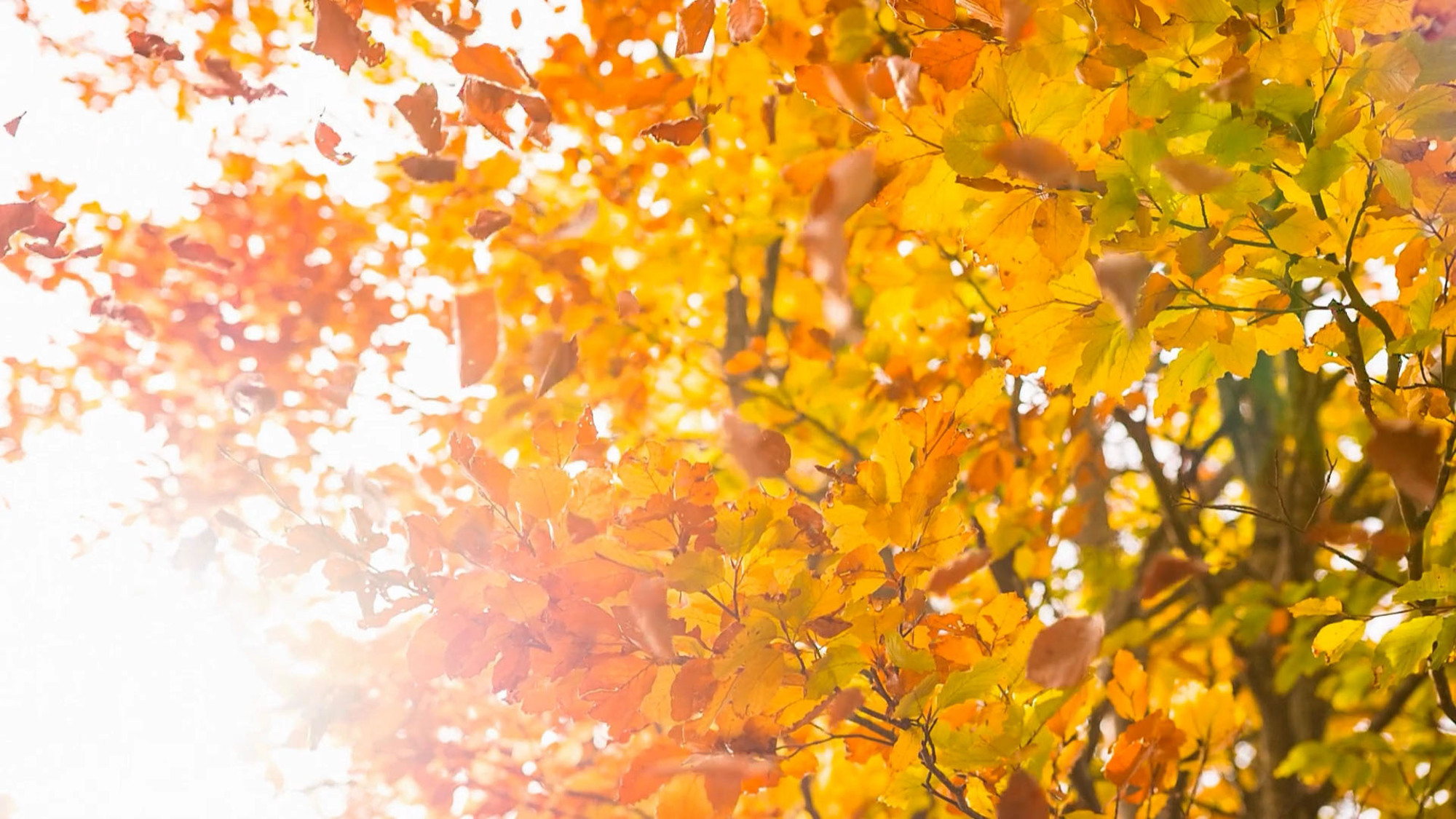 Daba ir dzīve, laiks dzīvot viegli!