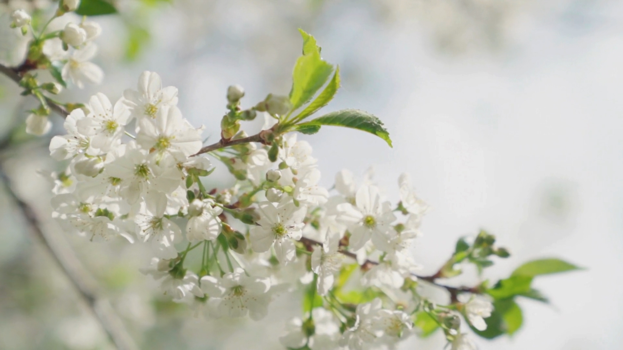 Kur daba sastop zinātni